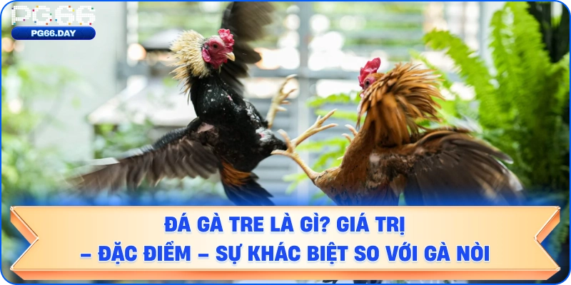 ĐÁ GÀ TRE LÀ GÌ? GIÁ TRỊ – ĐẶC ĐIỂM – SỰ KHÁC BIỆT SO VỚI GÀ NÒI