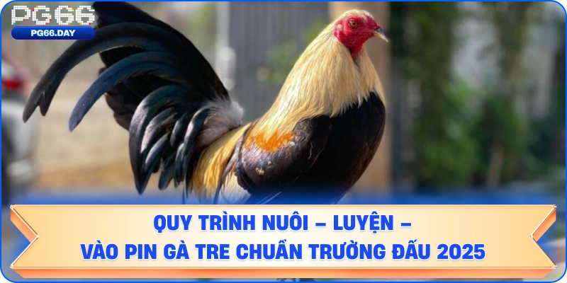 QUY TRÌNH NUÔI – LUYỆN GÀ TRE